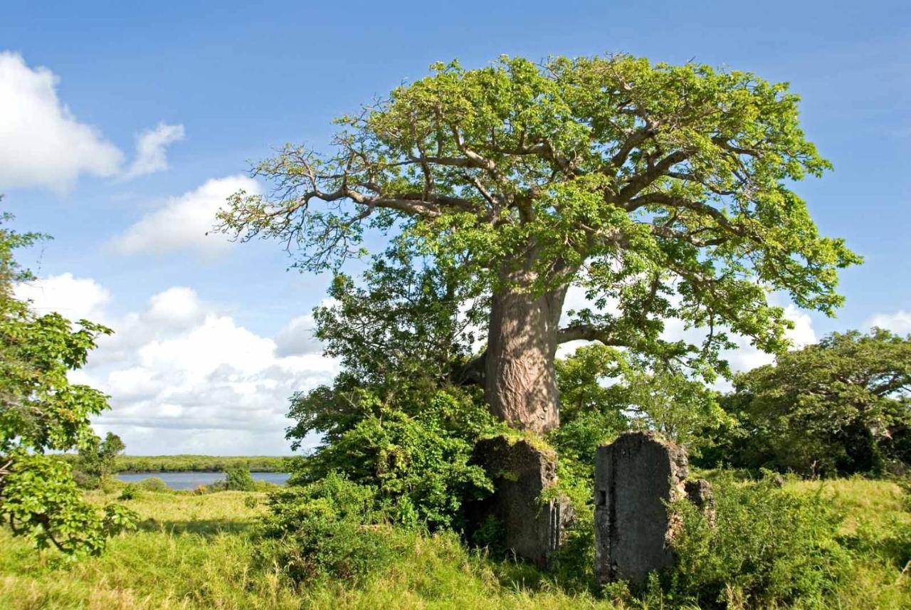 Manda Bay Villa Lamu Luaran gambar